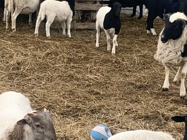 Beautiful Easter, Lambs - Photo 4