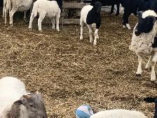 Beautiful Easter, Lambs - Photo 4