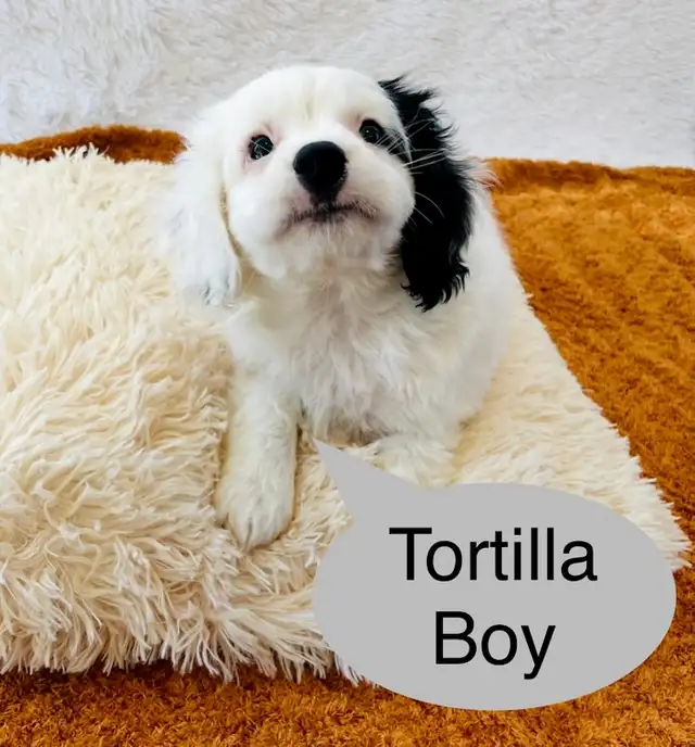 So Lovely Cavapoo puppys