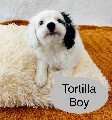 So Lovely Cavapoo puppys