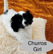 So Lovely Cavapoo puppys - Photo 2