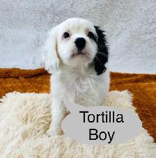 So Lovely Cavapoo puppys - Photo 3