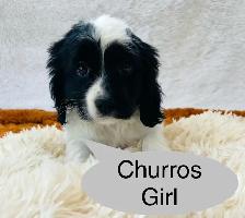 So Lovely Cavapoo puppys - Photo 4