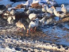 geese for sale - Photo 2