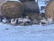 geese for sale - Photo 3