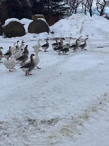 geese for sale - Photo 4