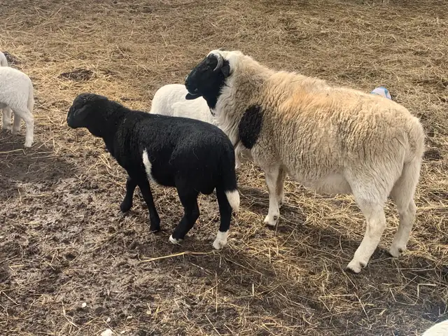 Big boy ram - Photo 3