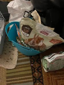 Aliments et vitamine c Cauchon d’Inde -Guinea pig