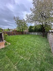 Kentucky Bluegrass Sod - Photo 3