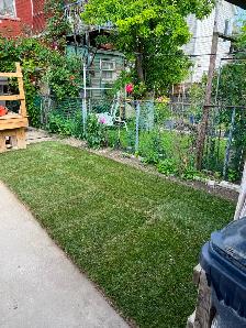 Sod Replacement - Photo 2