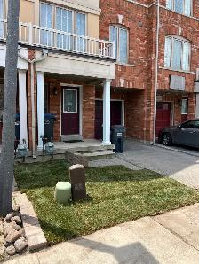 Sod Replacement - Photo 3