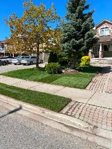 Sod Replacement - Photo 5