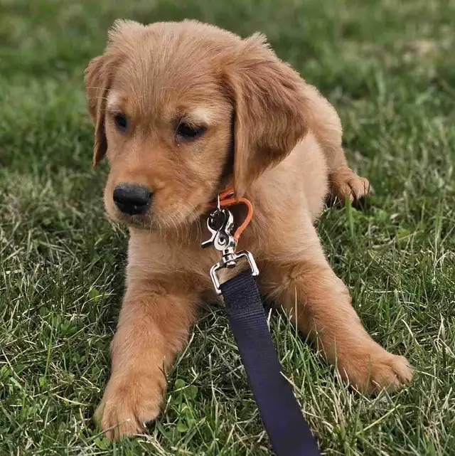 Red Golden Retriever Puppies!