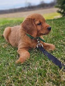 Red Golden Retriever Puppies! - Photo 2