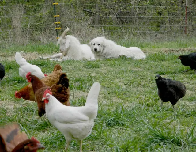 experienced Farm Family Seeking to Rent Working Farm - Photo 5