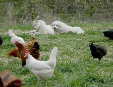 experienced Farm Family Seeking to Rent Working Farm - Photo 5