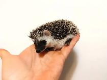 ♥ Introducing Rex! baby male hedgehog to adopt