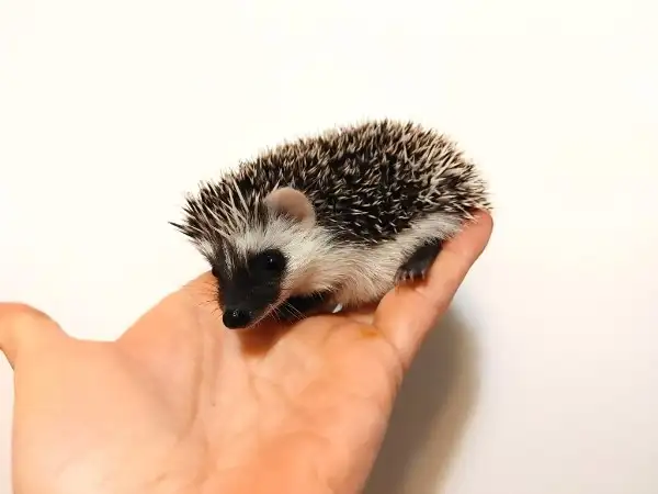 ♥ Introducing Rex! Male baby hedgehog to adopt!