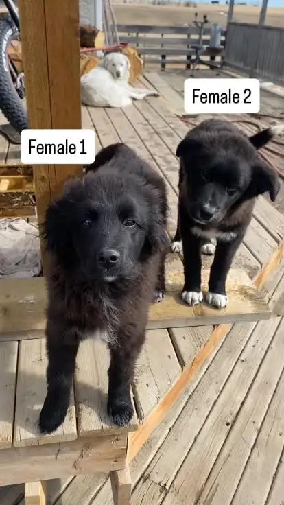 free 3 month old pups