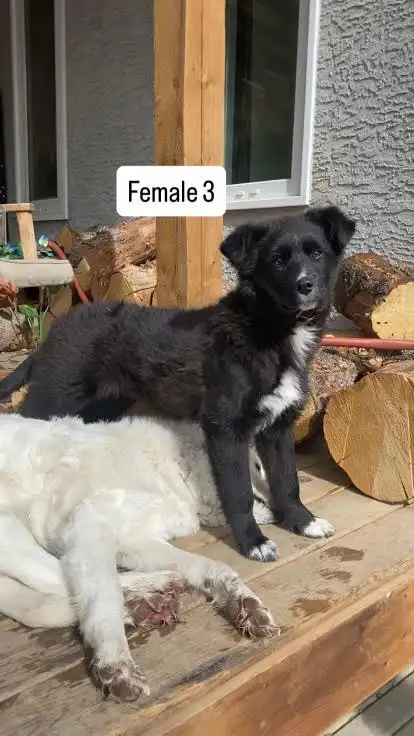 free 3 month old pups - Photo 2