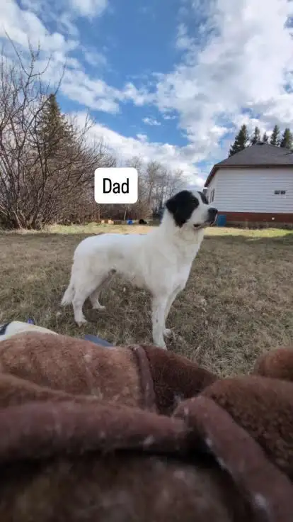 free 3 month old pups - Photo 3