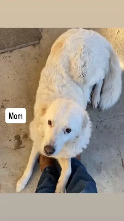 free 3 month old pups - Photo 4