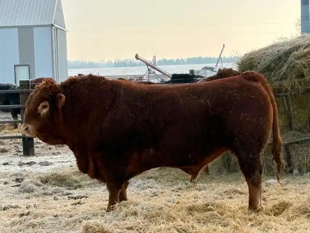 Limousin bulls for sale