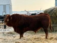 Limousin bulls for sale