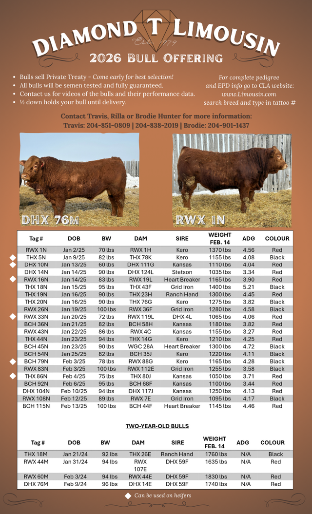 Limousin bulls for sale - Photo 2