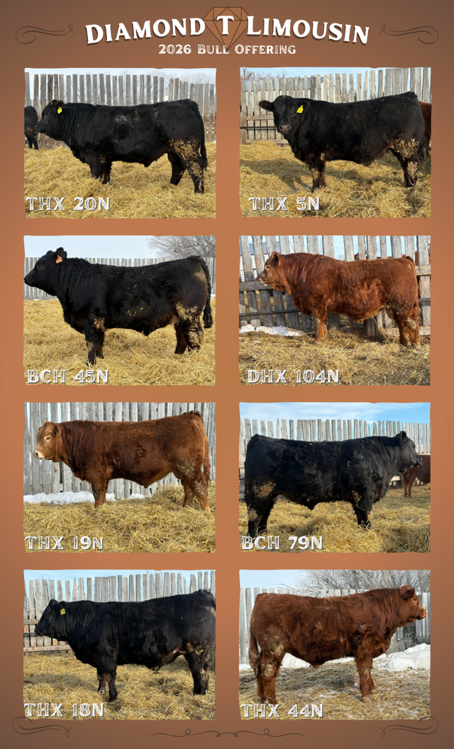 Limousin bulls for sale - Photo 3