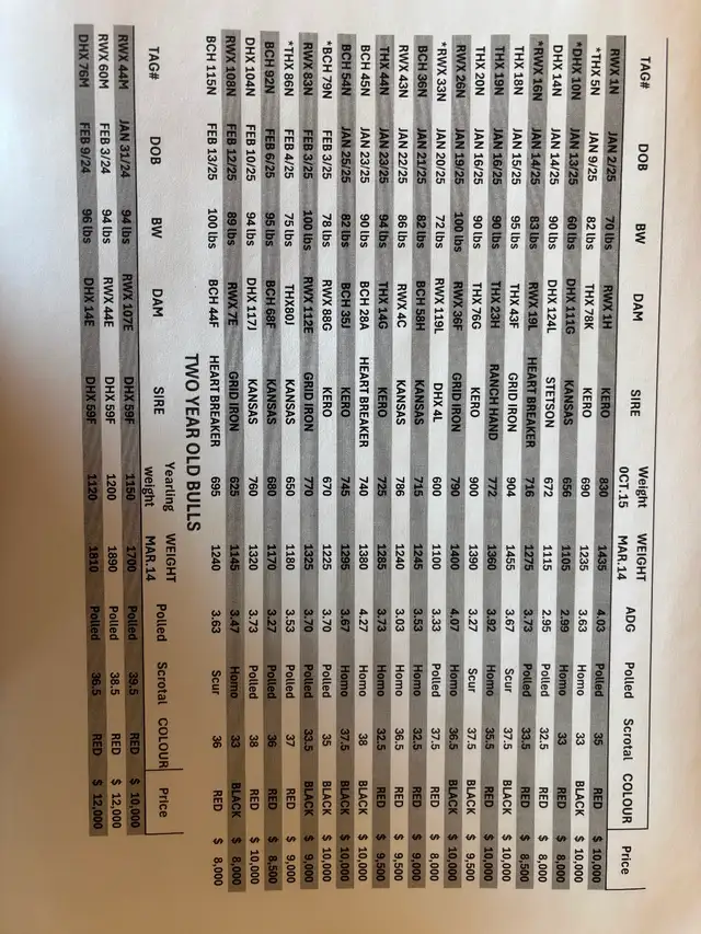 Limousin bulls for sale - Photo 4