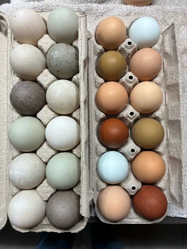 Eggs - chicken and duck