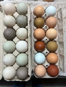 Eggs - chicken and duck