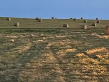 Hay for sale High River, Okotoks area - Photo 3
