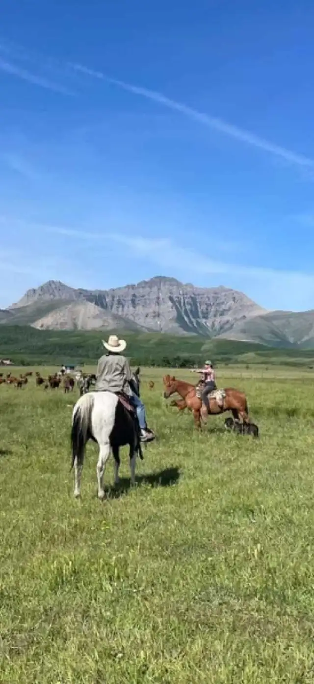 broke mare - Photo 2