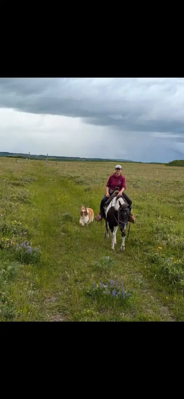 broke mare - Photo 3