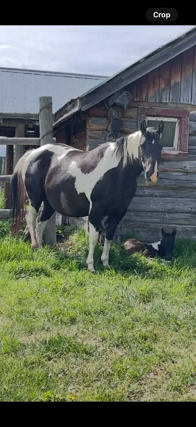 broke mare - Photo 5