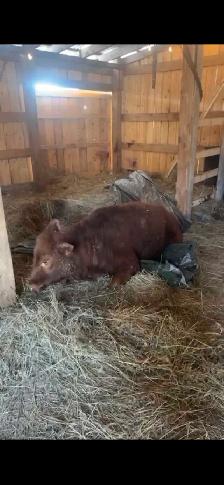 Down Red Angus Heifer, dog food