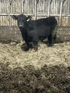 Purebred Simmental Bull