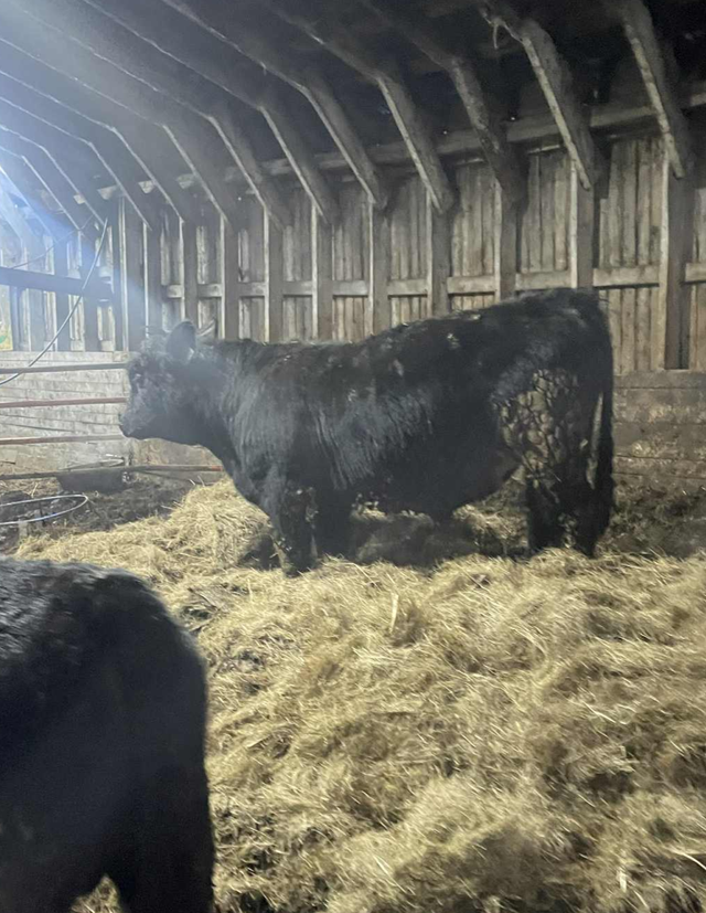 Purebred Simmental Bull - Photo 2