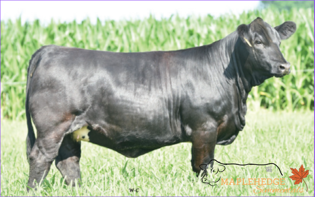 Purebred Simmental Bull - Photo 4