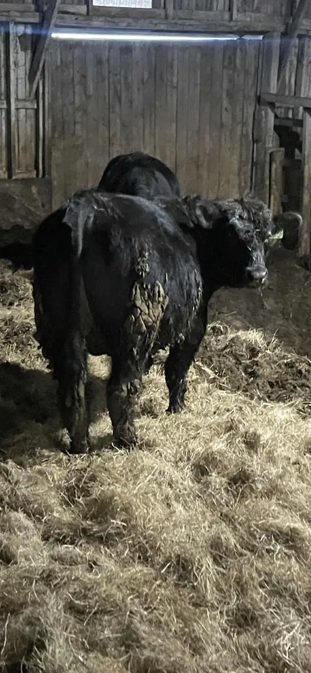 Purebred Simmental Bull - Photo 5