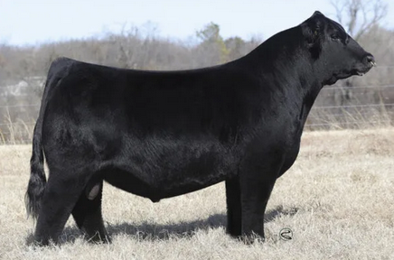 Purebred Simmental Bull - Photo 6