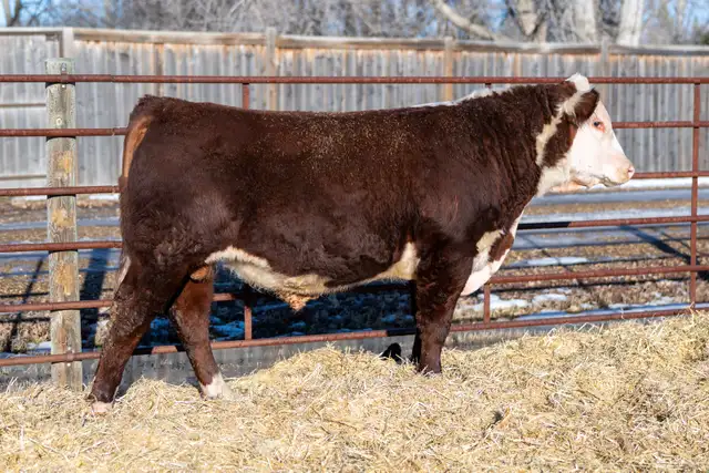 Diamond H Hereford Bulls For Sale - Photo 2