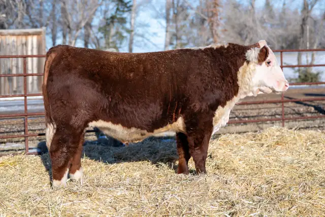 Diamond H Hereford Bulls For Sale - Photo 3