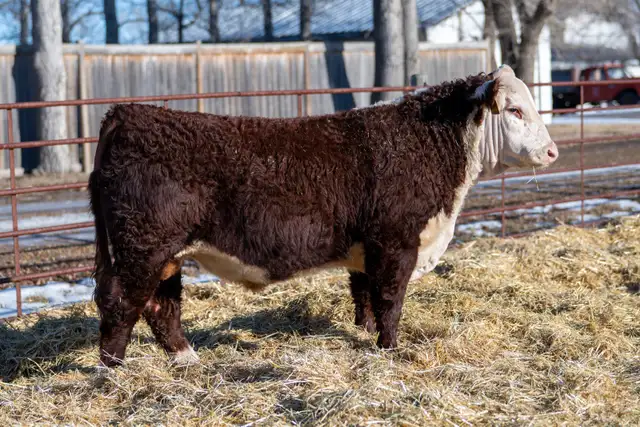 Diamond H Hereford Bulls For Sale - Photo 4