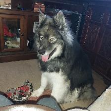 Dog lost in North Bay - Apr 7