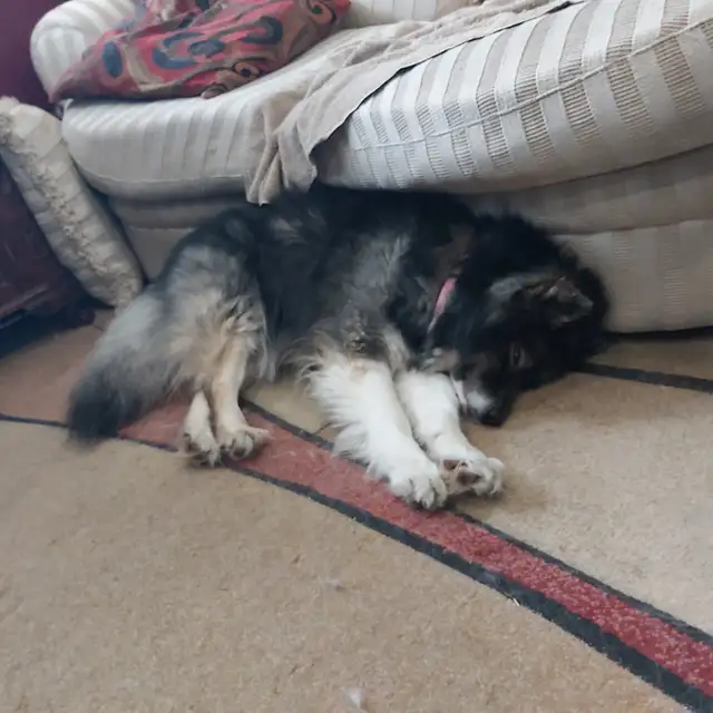 Dog lost in North Bay - Apr 7 - Photo 2