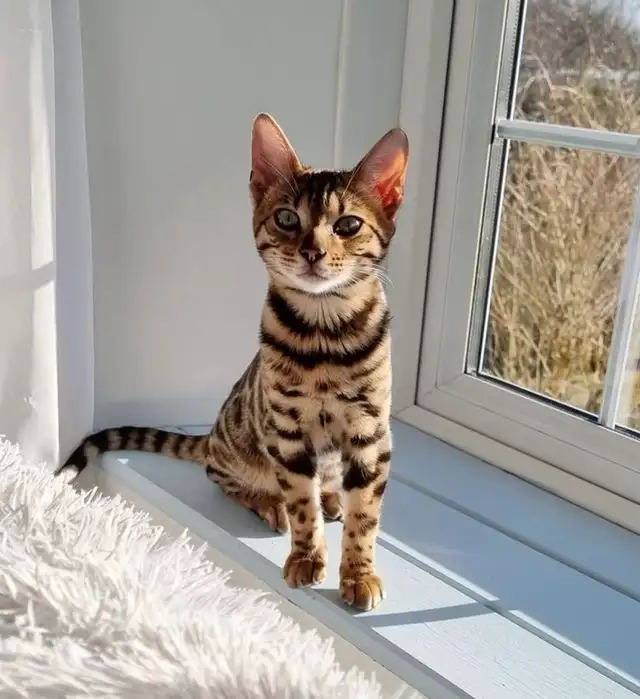 Bengal Cat