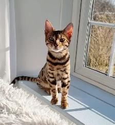 Bengal Cat